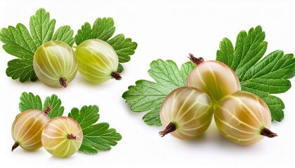 Fototapeta premium Set of Gooseberry and leaves, isolated on white background