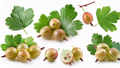 Set of Gooseberry and leaves, isolated on white background