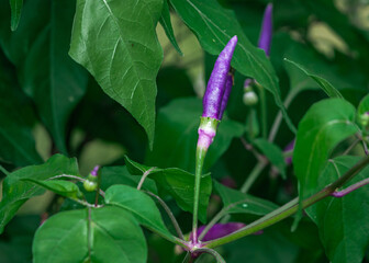 Purple peppers on plant and green leaves.