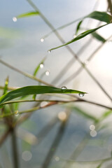 morning dew on bamboo leaves. Selective focus