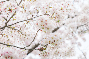 Cherry blossom in spring, full bloom flowers