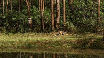 Verreaux's sifaka lemurs frolic on the riverbank. Animals endemic to Madagascar are sitting on the...