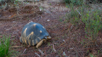 A beautiful turtle Astrochelys radiata, endemic to Madagascar, walks. A patterned shell, paws, head, and eyes are visible. The ground is strewn with fallen coniferous needles. Nosy Soa Park