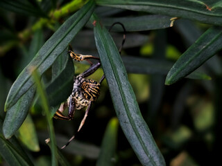 Animals Images Pictures insect Leaf Backgrounds plants