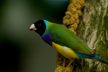Birds Images Nature beak jay