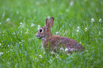 mammal rabbit cute animal wildlife Nature Images