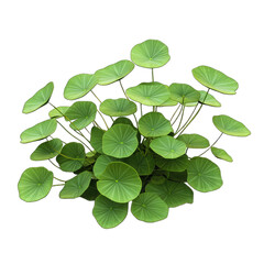 3d Frogbit Plant , With Detailed Green Leaves and Floating Characteristics. Environmental Art. Isolated on a Transparent Background. Cutout PNG.