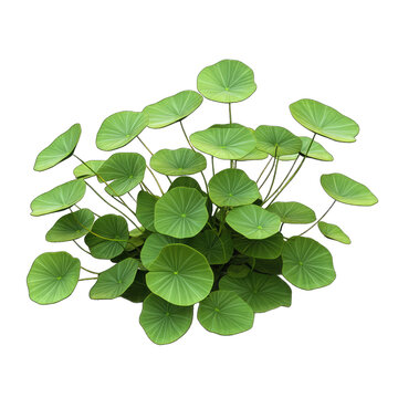 3d Frogbit Plant , With Detailed Green Leaves and Floating Characteristics. Environmental Art. Isolated on a Transparent Background. Cutout PNG.