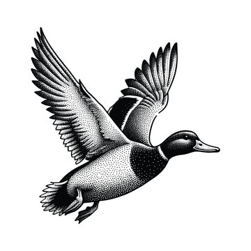 recommend clip art: great crested grebe