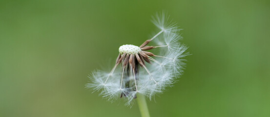 綿毛が少ないたんぽぽの綿毛