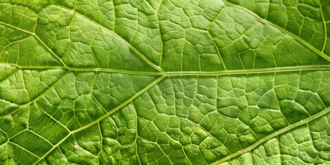 Detailed View of the Surface and Veins of a Bright Green Leaf of a Cucumber
