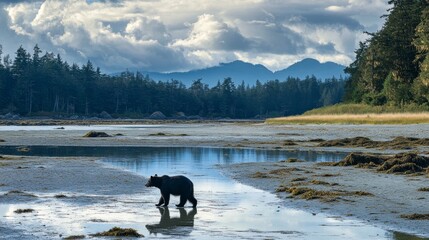 Crab-hunting black bear prowls Vancouver Island beaches