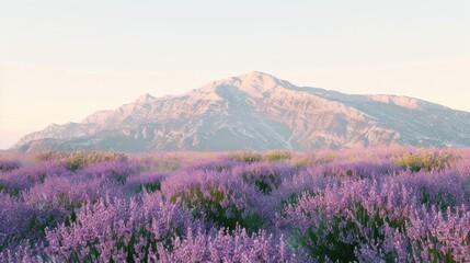 Obraz premium Lavender field mountain landscape