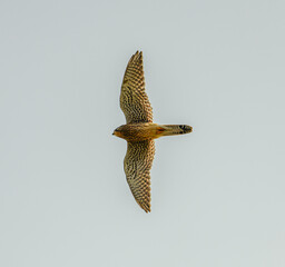 common kestrel (Falco tinnunculus) in flight