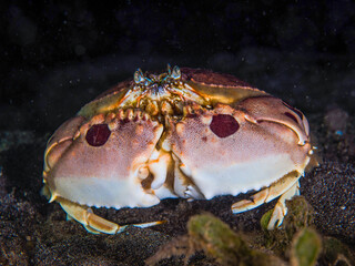 Philippines PG Island - Close-up of underwater creatures