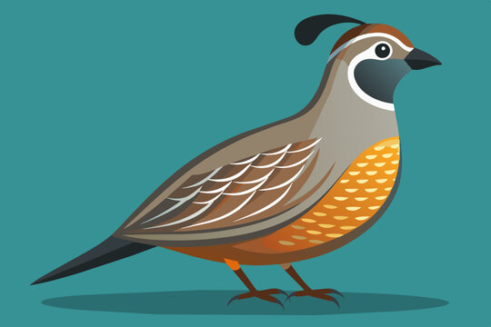 recommend clip art:  California quail vector art illustration 