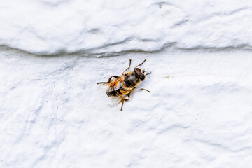 ichneumon wasp