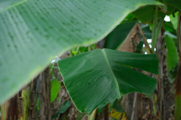 Close-up of a lush green banana leaf with visible veins, partially obscured by another leaf.