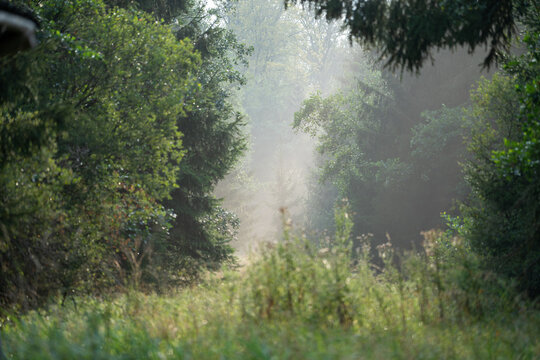 30.08.2024: Mischwald im leichten Nebel bei untergehender Sonne.Blankenheim, Kreis Euskirchen, NRW, Deutschland