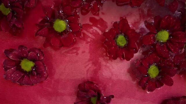 The red flowers of chrysanthemums move in the water. Dark crimson red chrysanth flowers on vivid crimson red background. Raindrops falling on chrysanthen flowers in water. Concept of romance, wedding