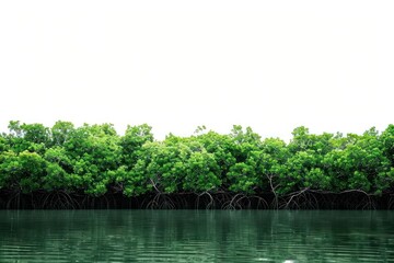 Lush mangrove forest by water