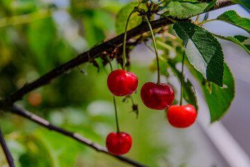 Reife Kirschen an einem Baum
