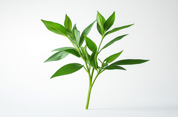 Obraz premium A small green plant with long leaves on a white background