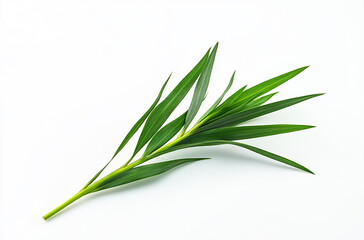 Fototapeta premium A small green plant with long leaves on a white background