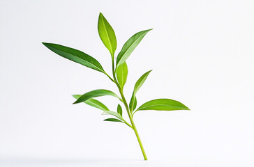 Fototapeta premium A small green plant with long leaves on a white background