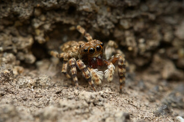 Jumping spider on the ground while looking up
