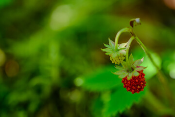 Nahaufnahme einer reifen Walderdbeere