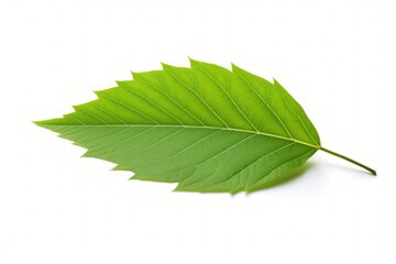 Obraz premium Ash leaf plant tree.