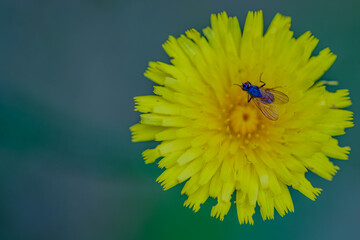 Eine Fliege auf einer Löwenzahnblüte