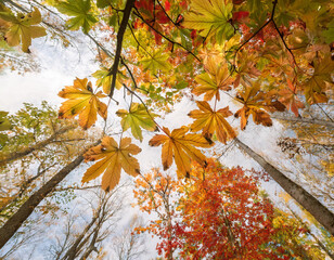 秋の紅葉背景 - カエデの葉とオレンジ色の光　Autumn Foliage Background - Maple Leaves and Orange Light