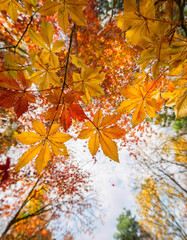 秋の紅葉背景 - カエデの葉とオレンジ色の光　Autumn Foliage Background - Maple Leaves and Orange Light