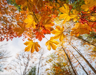 秋の紅葉背景 - カエデの葉とオレンジ色の光　Autumn Foliage Background - Maple Leaves and Orange Light
