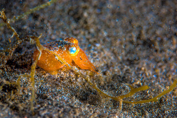 Philippines PG Island - Close-up of underwater creatures