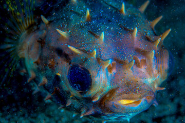 Philippines PG Island - Close-up of underwater creatures © 松 赵