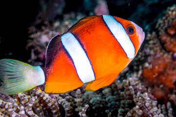 Philippines PG Island - Close-up of underwater creatures