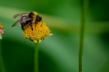 Eine Hummel saugt Nektar an einer Blüte © Joachim
