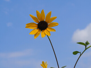 青空に咲くヒマワリ