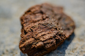 Nahaufnahme eines Stück Treibholz