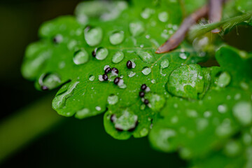 Schneckenlarven auf einem Blatt