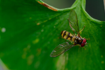 Nahaufnahme einer Schwebfliege mit roten Augen auf einem Ginkgo-Blatt