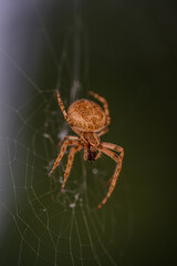 Nahaufnahme einer Garten-Kreuzspinne in ihrem Netz