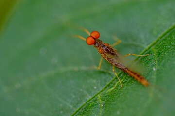 Nahaufnahme einer Eintagsfliege