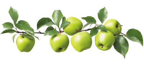 Detailed Branch of Green Apples with Leaves, Isolated on Transparent Background
