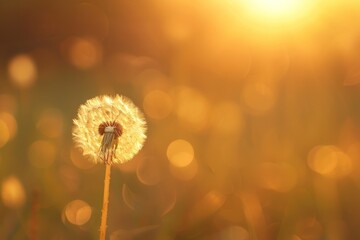 Fototapeta premium Dandylion dandelion outdoors flower.