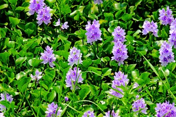 The beauty of the purple water hyacinth flowers that cover the surface of the Pening Ambarawa swamp