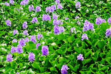 Fototapeta premium The beauty of the purple water hyacinth flowers that cover the surface of the Pening Ambarawa swamp